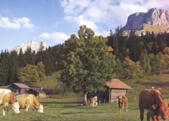 Brienzerburli ברינץ